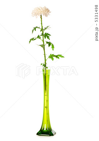 Chrysanthemum (mums) in green vase isolated on white 5331498