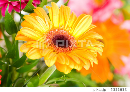 Yellow gerbera flower agaisnt green blurred background Yellow gerbera flower agaisnt green blurred background 5331658