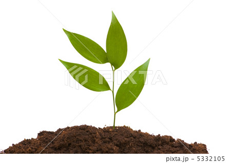 Green seedlings illustrating the concept of new life 5332105