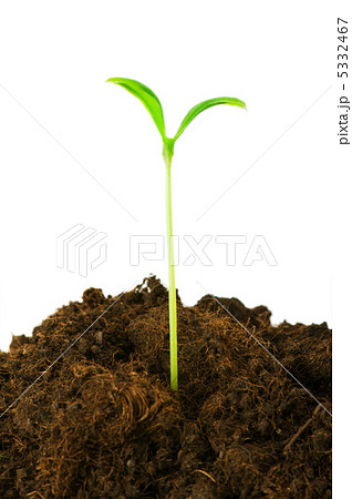 Seedlings illustrating the concept of new life Seedlings illustrating the concept of new life 5332467