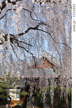 京都 本満寺の桜 京都 本満寺の桜 5332662
