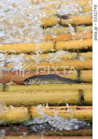 簗場の鮎 5332749