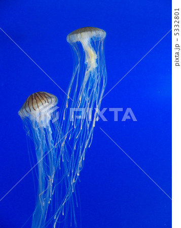 2匹のアカクラゲ 5332801