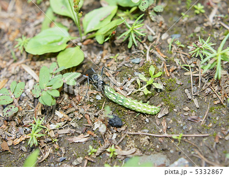ジガバチが獲物を巣に引きずり込むところ 5332867