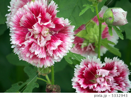 タチアオイ 八重咲き の写真素材
