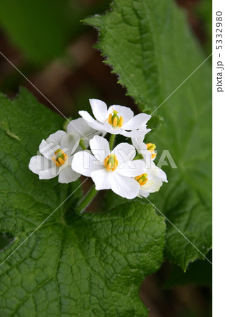 尾瀬国立公園　尾瀬に咲くオオカメノキ 5332980