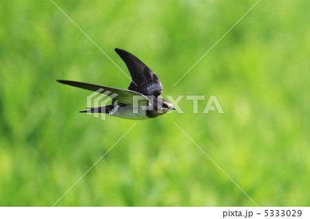 夏の日差しの中で 5333029