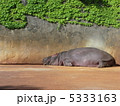 カバ 5333163