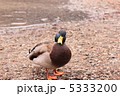 好奇心 5333200