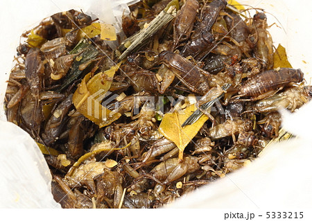 コオロギ 食用昆虫 タイ王国 コオロギ 食用昆虫 タイ王国 5333215