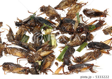 コオロギ 食用昆虫 タイ王国 コオロギ 食用昆虫 タイ王国 5333222
