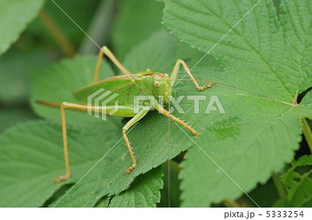 草地のヤブキリ　 5333254