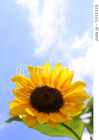 ひまわりの大輪 5333326