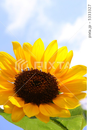 ひまわりの大輪 ひまわりの大輪 5333327