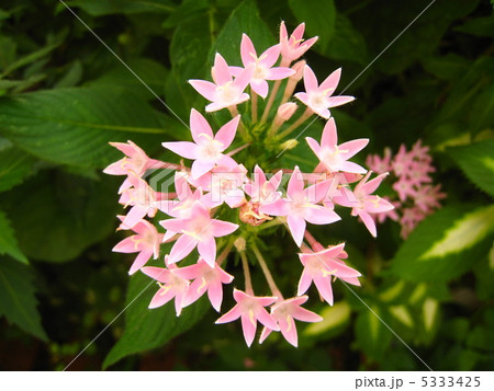 ペンタス 5333425