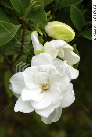 クチナシの花 5333683