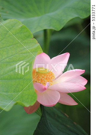 蓮根の花の写真素材