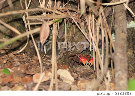 アカテガニ アカテガニ 5333808