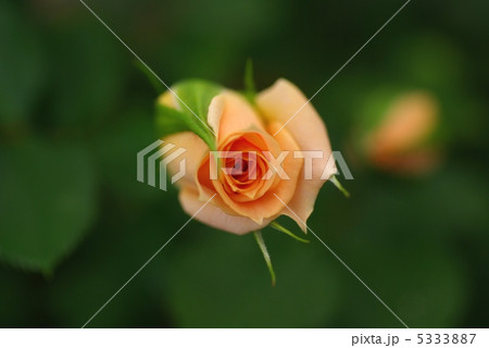 バラ３ 5333887