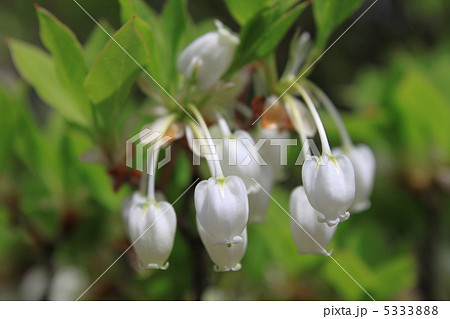 ドウダンツツジ 5333888