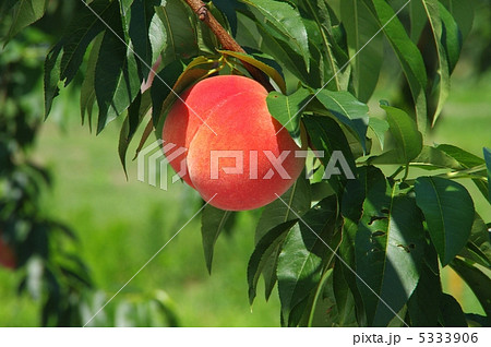 成熟の桃　収穫前の桃　 5333906