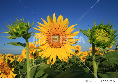 ひまわり２６ 5333935