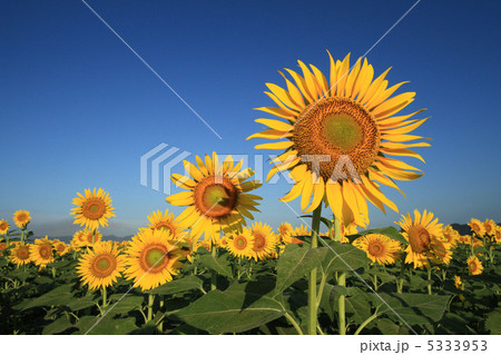 ひまわり８ 5333953