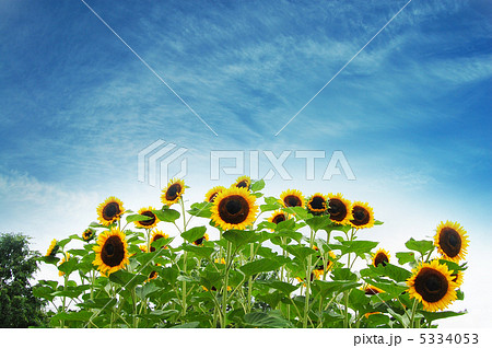 ひまわり ひまわり 5334053