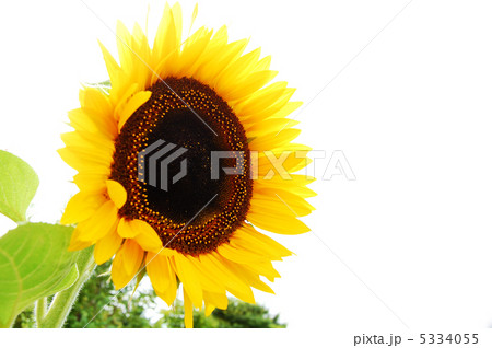 ひまわり 5334055