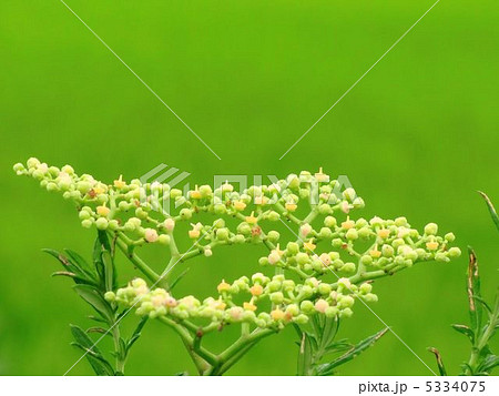 生薬にもなるヤブガラシ 5334075