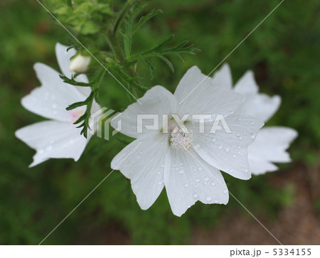 ジャコウアオイの写真素材