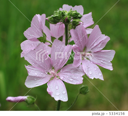 ジャコウアオイ 5334156