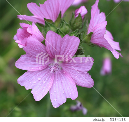 ジャコウアオイ 5334158