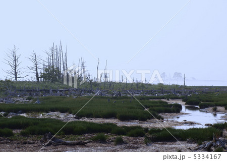 霧の野付半島・・・夏 霧の野付半島・・・夏 5334167