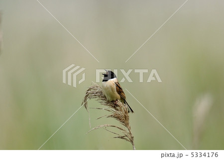 コジュリン 5334176