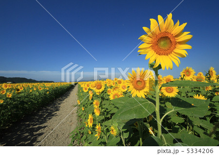 ひまわり６１ 5334206