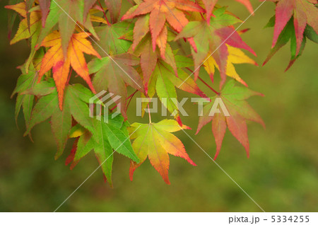 色づき始めのモミジ 5334255