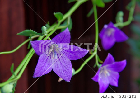 桔梗 桔梗 5334283