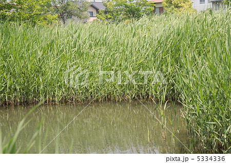 アシ アシ 5334336