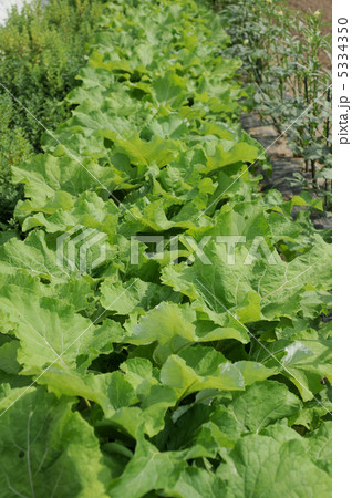 ゴボウ畑 5334350