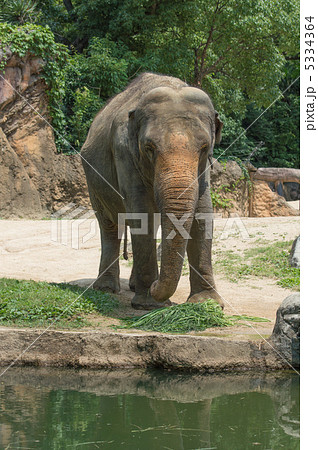 アジアゾウ 5334364