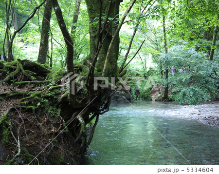 男池の原生林 5334604