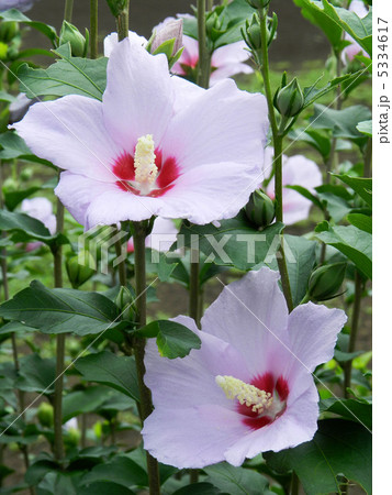 ムクゲ（木槿） 5334617