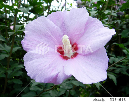 ムクゲ(木槿) ムクゲ(木槿) 5334618