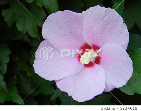 ムクゲ（木槿） 5334619