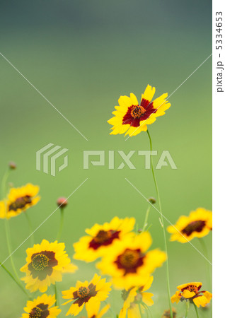 鮮やかなハルシャギク 5334653