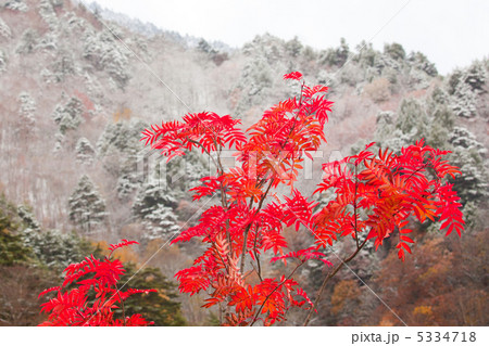 紅葉・初冠雪 紅葉・初冠雪 5334718