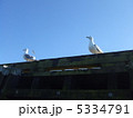 カモメ 5334791