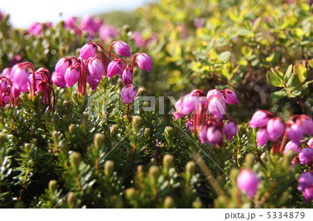 エゾノツガザクラ 5334879