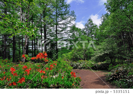 夏の湯の丸高原 5335151